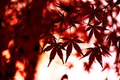 Close-up of maple leaves on tree