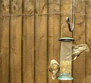 Bird perching on wooden fence against wall