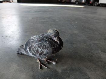 High angle view of bird on street