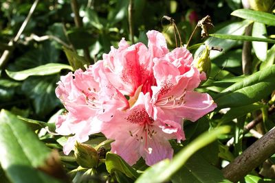 Close-up of water drops on pink flower