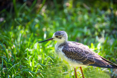 Close-up of bird perching on a land