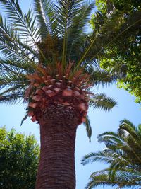 Low angle view of palm tree against sky