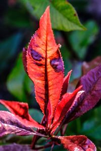 Close-up of red leaves on plant during autumn