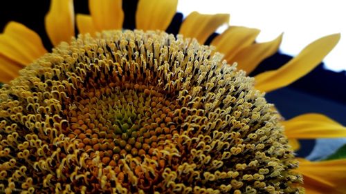 Close-up of yellow flowering plant