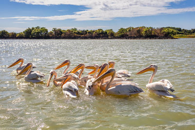 Ducks swimming in lake