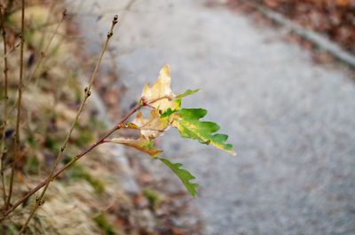 Close-up of insect on plant during autumn