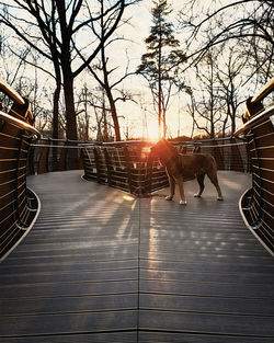 View of a horse at sunset