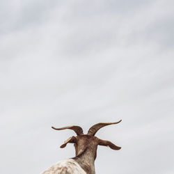 View of deer against sky