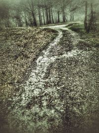 Road passing through forest