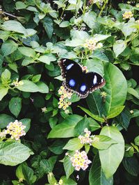 High angle view of butterfly on plant