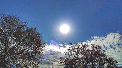 Low angle view of trees against blue sky