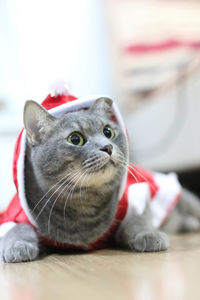 Close-up portrait of a cat