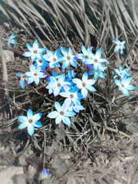 High angle view of flowers blooming in field