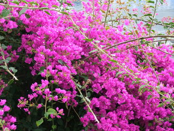 Pink flowers on tree