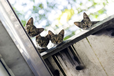 Low angle view of kittens on roof