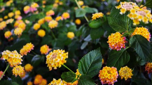 Close-up of yellow flowers blooming in garden
