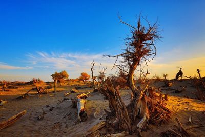 Trees on sand against sky at sunset