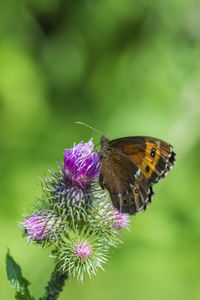 Close-up of butterfly pollinating on purple flower