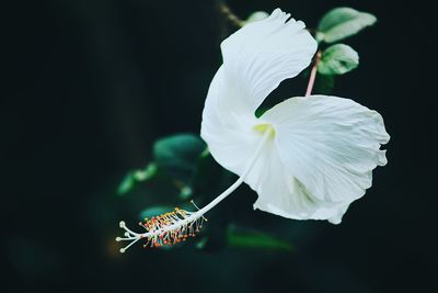 Close-up of insect on flower