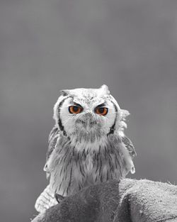 Close-up portrait of owl against sky