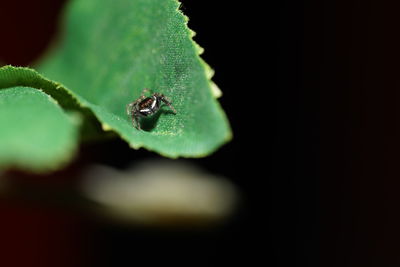 Close-up of insect on leaf against black background