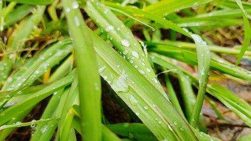 Close-up of wet plant leaves during rainy season