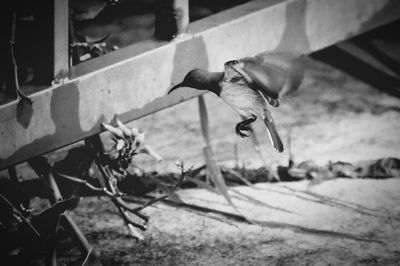 Close-up of birds flying