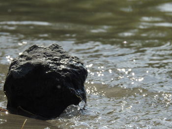 Close-up of turtle swimming in sea