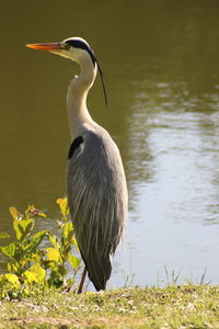 Bird perching on a lake