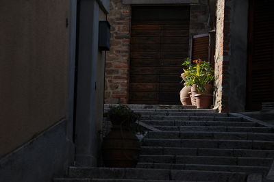 Potted plant on staircase of building