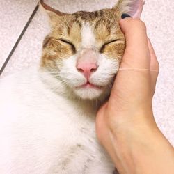 Close-up of hand with cat with eyes closed
