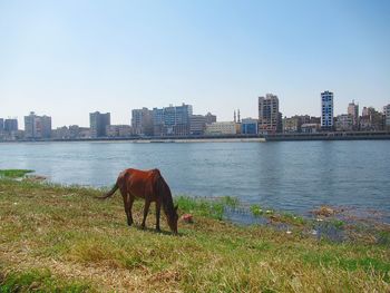 Horse standing in a water