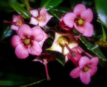 Close-up of pink flowers