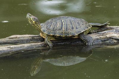 Turtle in a lake