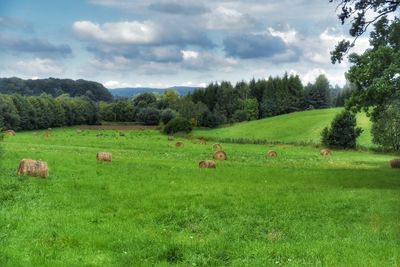 Scenic view of agricultural field against sky