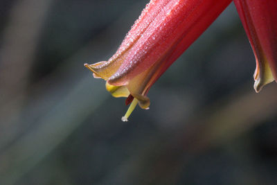 Red aloe vera flower after rain, raindrops, macro photography