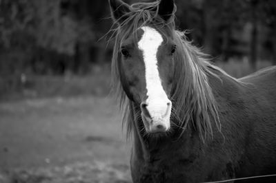 Close-up of horse on field