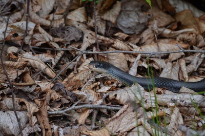 Close-up of lizard on field