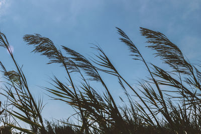 Low angle view of grass against sky