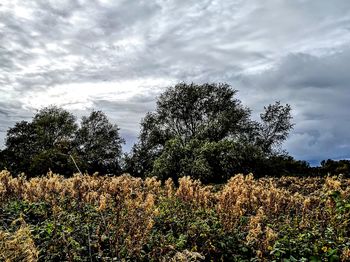 Plants growing on field against sky