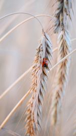 Close-up of insect on plant