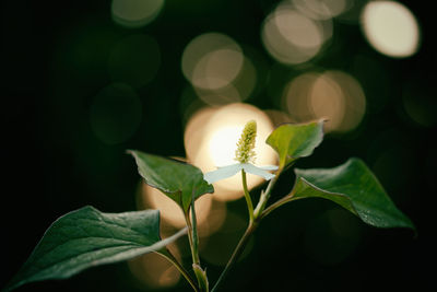 Close-up of green leaves