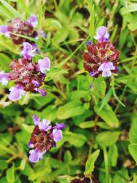 Close-up of purple flowers blooming outdoors