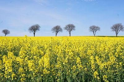 Scenic view of oilseed rape field against sky