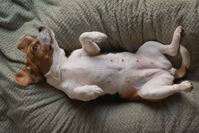 Beagle dog lying on a pillow, sleeping, sad, funny face, big ears.