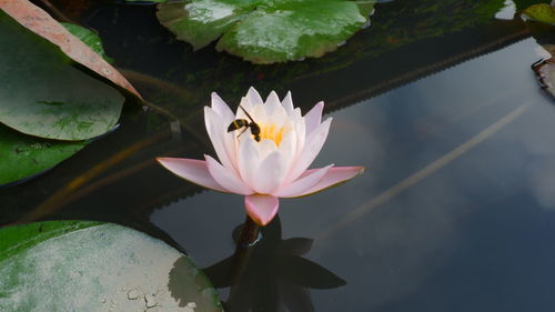 Close-up of lotus water lily in lake