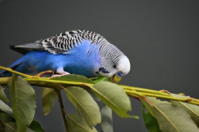 Close-up of bird perching on a tree