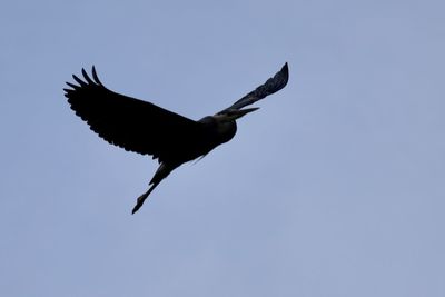 Low angle view of a bird flying