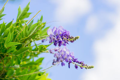 Close-up of bee on purple flowers