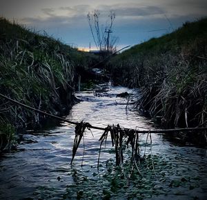 Scenic view of river in forest against sky